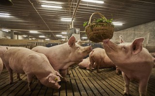 15年，养猪散户减少了5200多万户！活下来的中小猪场还有哪些机会？