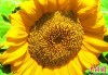 新疆铁门关市：向日葵盛开呈壮美画卷